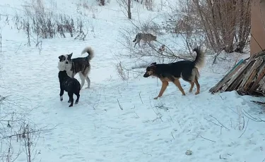 Собачья угроза: в Акмолинской области бродячие животные нападают на людей