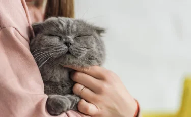 Предчувствуют ли кошки смерть хозяина: поведение, которое настораживает