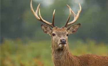 Неожиданный «грабитель»: олень устроил погром в банке (видео)