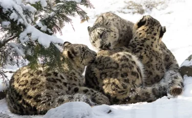 «Семейный кадр»: снежный барс с детёнышами попал в объектив