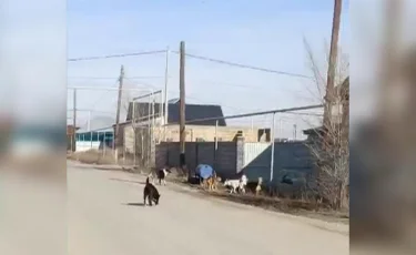 Село в страхе: бродячие собаки держат жителей Алматинской области в напряжении