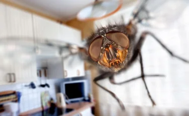 Ненавистные, но незаменимые: почему исчезновение мух станет катастрофой для планеты