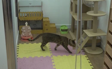 Алматинка с особыми потребностями превратила любовь к животным в социальный проект