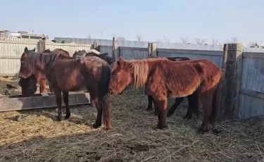 Атырау облысында жылқылар жаппай қырылып жатыр