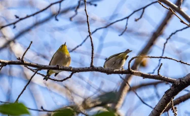 Не только сурки: какие птицы умеют предсказывать погоду