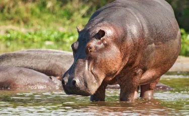 Всемирный день бегемота отмечают в Алматинском зоопарке