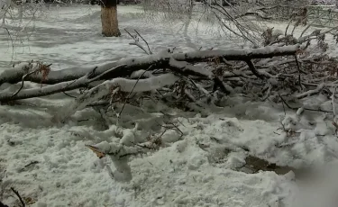 В центре Шымкента упавшая ветка стала причиной гибели ребёнка