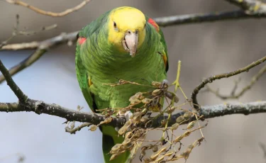 Спасение дня: как попугай стал звездой двора в Усть-Каменогорске