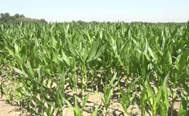 Кукуруза вместо пшеницы: аграрии меняют структуру посевов и делают упор на экономию воды