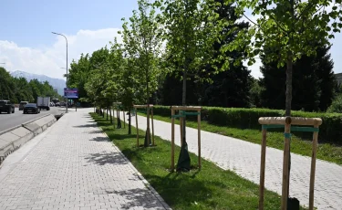 До 2030 года обеспеченность зелеными насаждениями в Алматы увеличат до 15 кв. м на человека