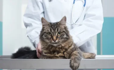 Ученые выяснили, как домашние кошки могут помочь в лечении рака