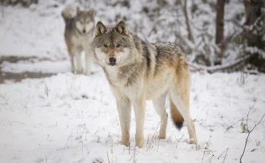 Нападения на скот в области Жетысу: фермеры сообщают об активности волков