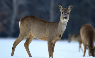 Минус две косули: в Павлодарской области мужчину осудили за незаконную охоту