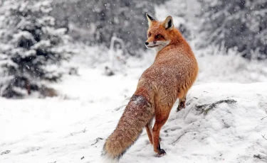 Лиса заразила коров бешенством в Восточном Казахстане