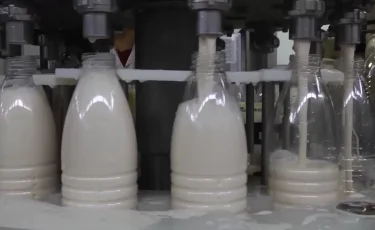 ШҚО-да сүт өндіру көлемі 36 пайыз артады