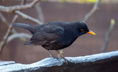 Черный дрозд: удивительные факты о Птице года 2026 в Казахстане