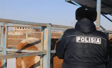 В Туркестанской области остановили перевозку сотен голов ворованного скота