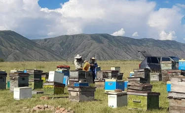 Өнімге сұраныс жоғары: Қазақстанда бал экспорты стратегиялық бағытқа айналмақ