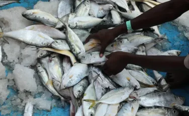 В погоне за гигантским уловом: в Нигерии состоялась массовая рыбалка (видео)