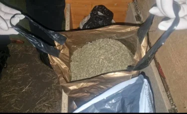 ШҚО-да жеке үй аумағынан аса ірі мөлшердегі марихуана табылды