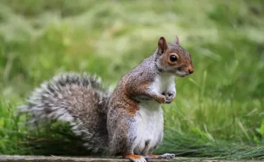 В США семья лишилась дома из-за белки: что натворил грызун