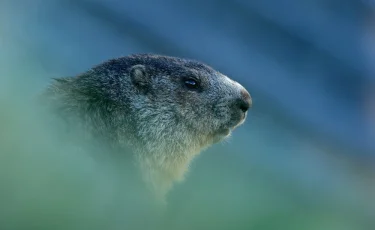 Весна не торопится: знаменитый сурок Фил предсказал затяжную зиму (видео)