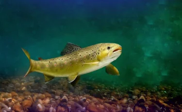 Кәріз құбыры жарылған: Шымкенттегі өлген балықтар жағалауға жиналып қалды