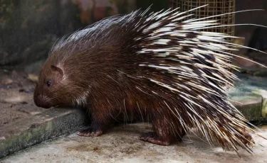 В Иле-Алатауском нацпарке заметили краснокнижных дикобразов