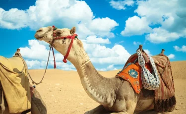 Почти как у людей: в Саудовской Аравии ввели паспорта для верблюдов