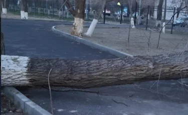 Последствия непогоды: в Таразе упали деревья и порвались линии
