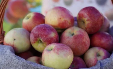 Алматинский апорт выходит на рынок Европы: производители усиливают экспорт