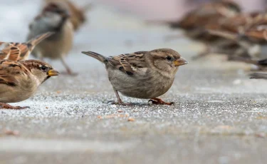 Почти как люди: городские воробьи страдают ожирением из-за фастфуда
