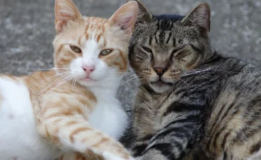 Природная терапия: как кошки лечат людей