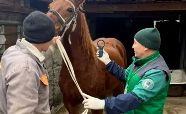 В Алматы бесплатно вакцинируют сельскохозяйственных животных