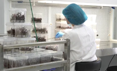 Тысячи саженцев из одного ростка: в Алматы развивают микроклональное размножение