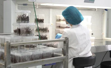 Green innovation 2030: Алматыда зертханада таза, әрі вируссыз өсімдіктер өсіріліп жатыр