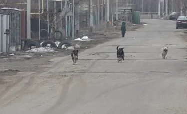 Бұралқы ит қаптады: Алматы облысындағы тұрғындар баласын мектепке жібере алмай отыр