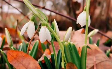 Алматының ботаникалық бағында бәйшешектер гүлдеді