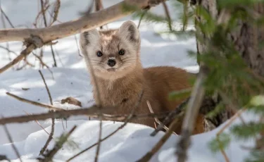Фотоловушка поймала хищника из Красной книги Казахстана