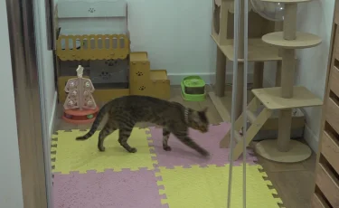 Мүмкіндігі шектеулі алматылық бойжеткен үй жануарларына арнап қонақүй ашқан