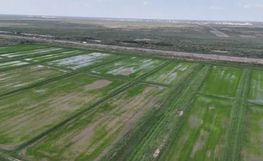 Қызылорда облысында егілетін күріш көлемі қысқарады