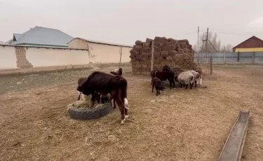 В Атырауской области опасная болезнь подкосила домашнюю скотину