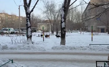 Бродячая угроза: рост нападений бездомных животных тревожит жителей