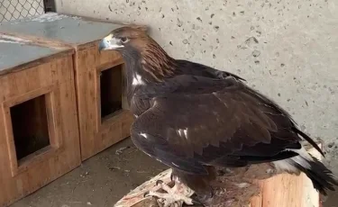 Қызыл кітапқа енген сирек құстарды шетел асырмақ болған қылмыстық топ ұсталды