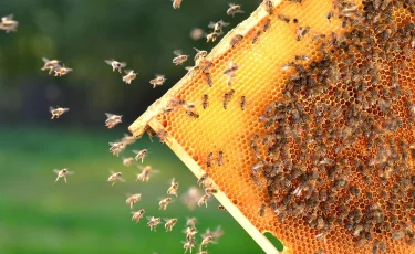 В Казахстане пчеловодство становится новой точкой роста агроэкспорта