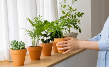 Уход за комнатными растениями: советы для новичков