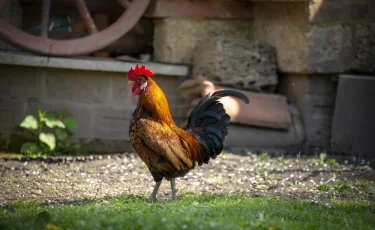 Докукарекался: петуху в Британии грозит казнь