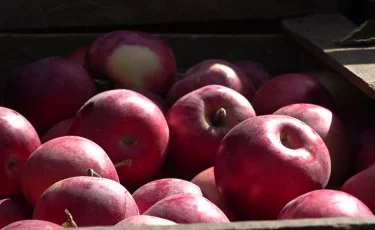 Алматы апорты Еуропа нарығына жол тартпақ: өндірушілер экспортты күшейтеді