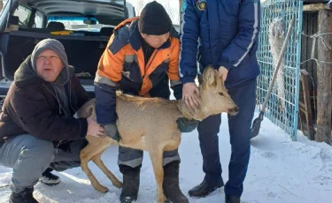 Неожиданный гость: казахстанец в своем дворе обнаружил сибирскую косулю