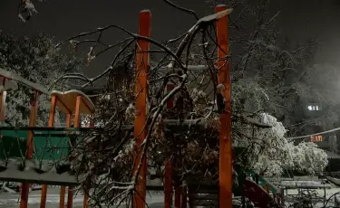 Шымкентте 10 жастағы баланың үстіне ағаш құлап, көз жұмды